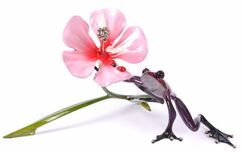 Frogman - Tim Cotterill Frogman - Tim Cotterill Pink Chiffon